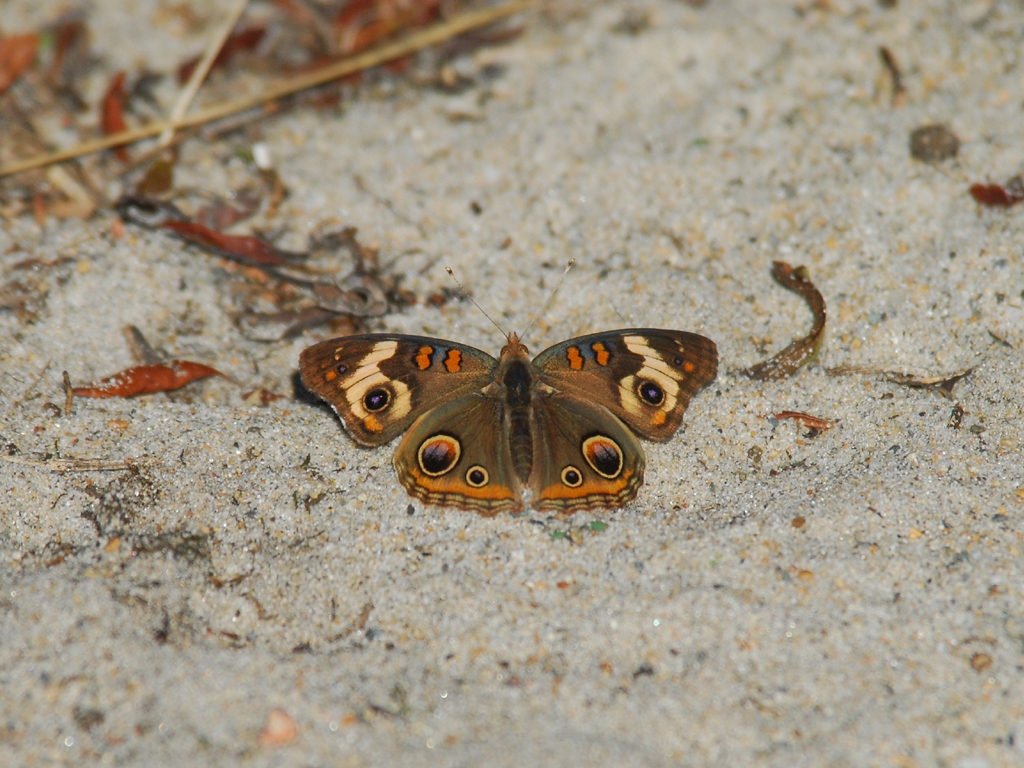Common-Buckeye-AB