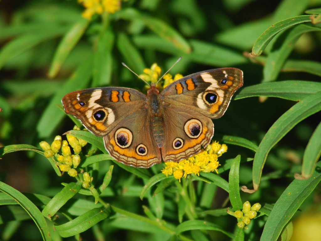 Common-Buckeye-AC