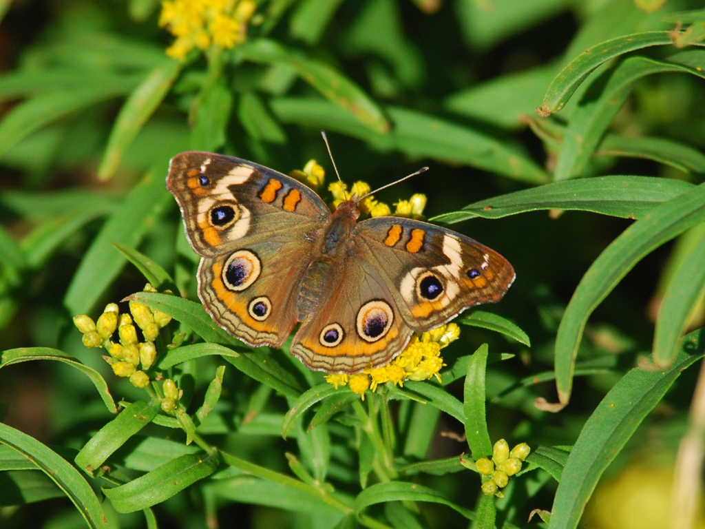 Common-Buckeye-AD
