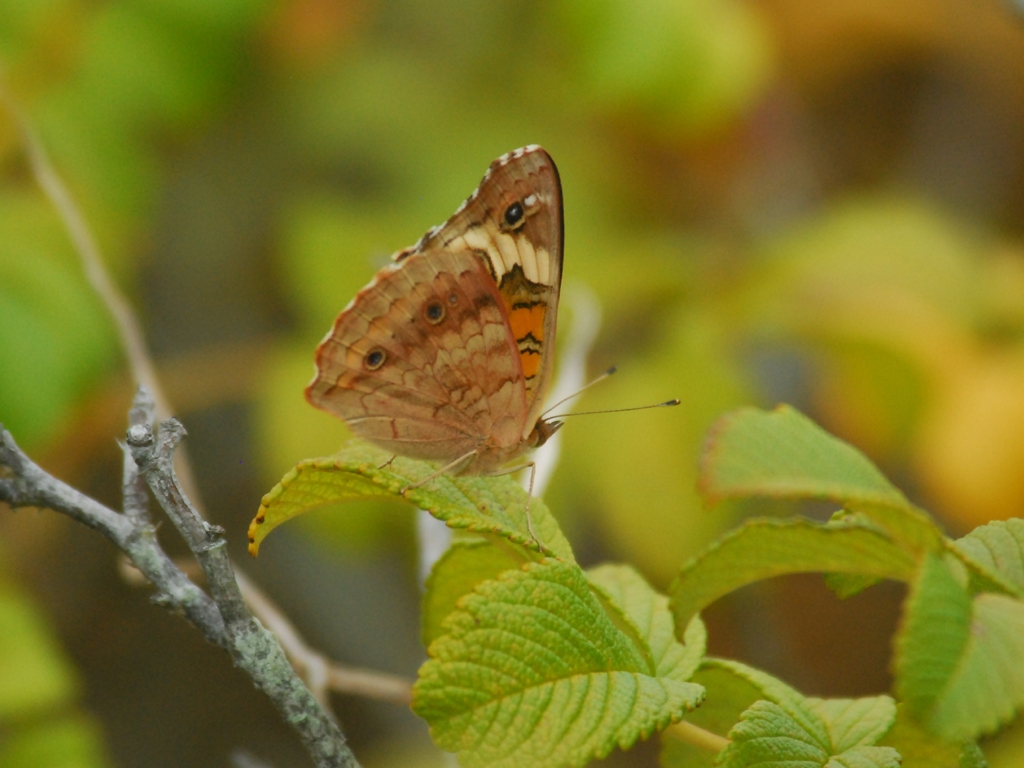 Common-Buckeye-AE