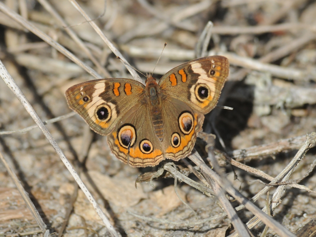 Common-Buckeye-AF