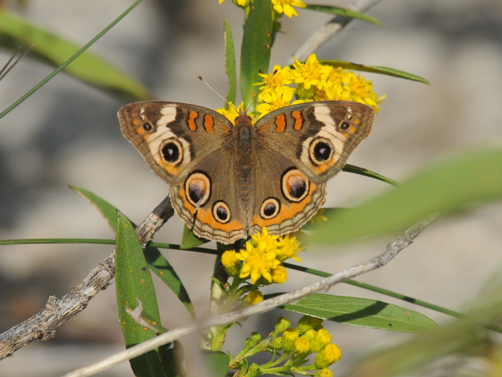 Common-Buckeye-AG
