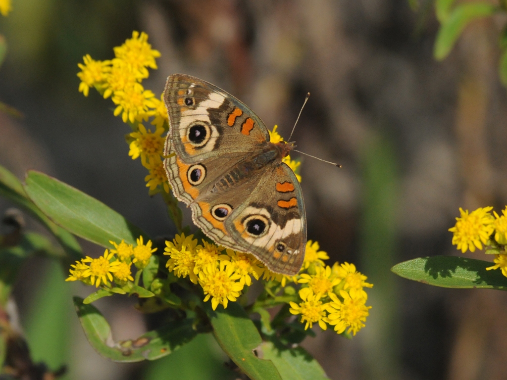 Common-Buckeye-AH