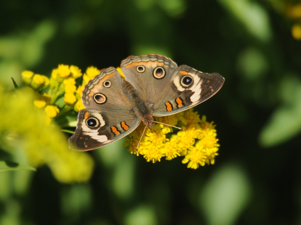 Common-Buckeye-AI