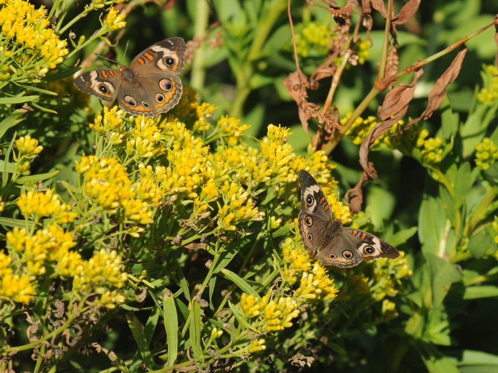 Common-Buckeye-AJ