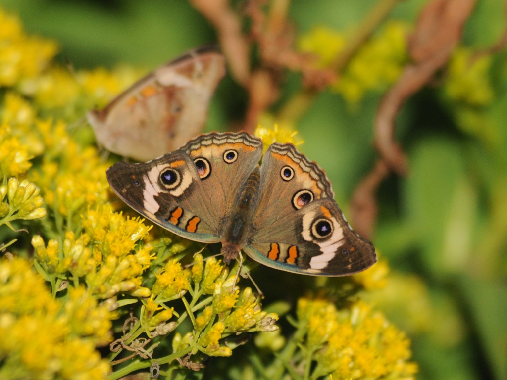Common-Buckeye-AK
