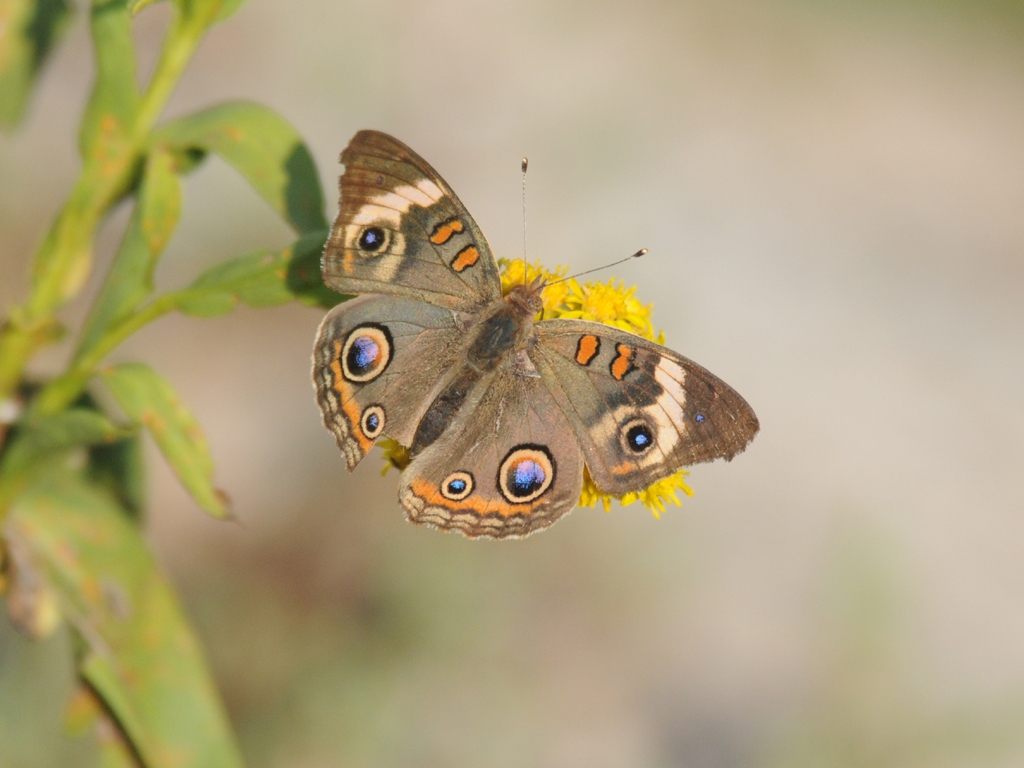 Common-Buckeye-AL