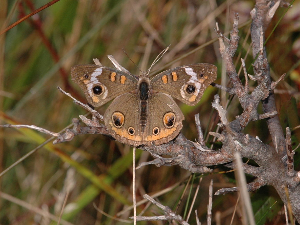 Common-Buckeye-AM