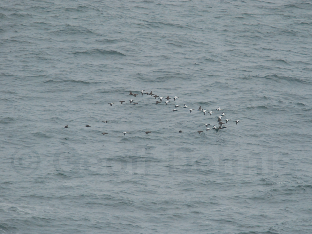 COEI-AA_Common-Eider
