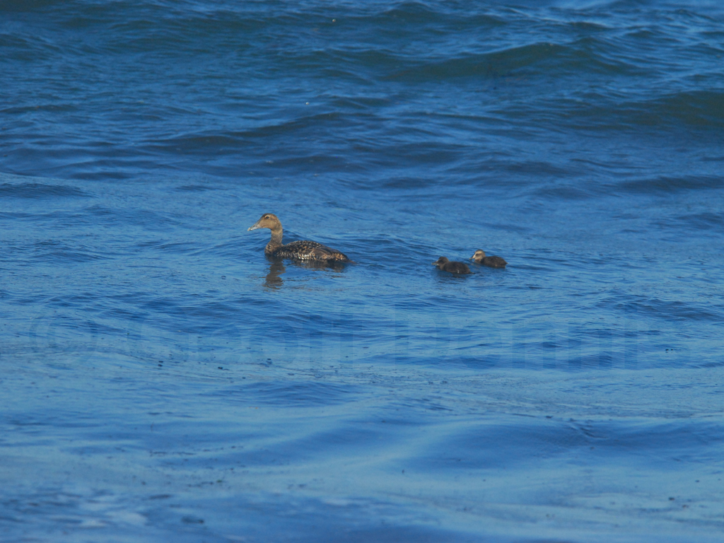 COEI-AB_Common-Eider