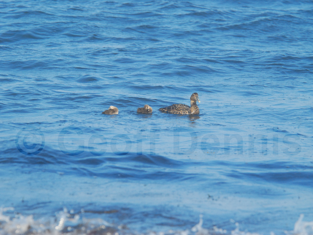 COEI-AC_Common-Eider
