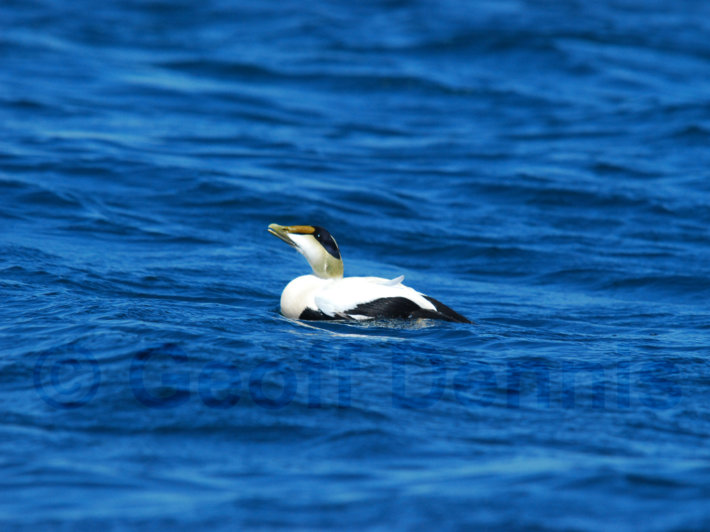 COEI-AD_Common-Eider
