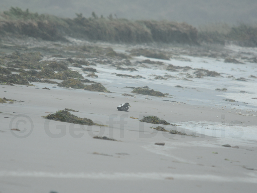COEI-AE_Common-Eider