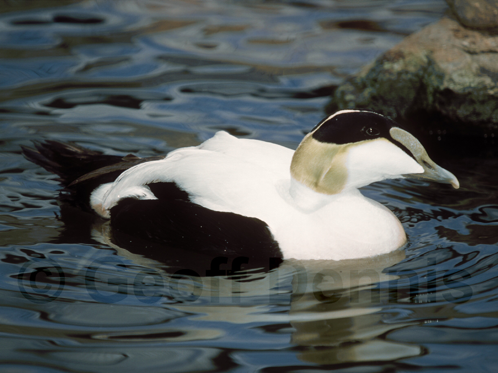 COEI-AG_Common-Eider