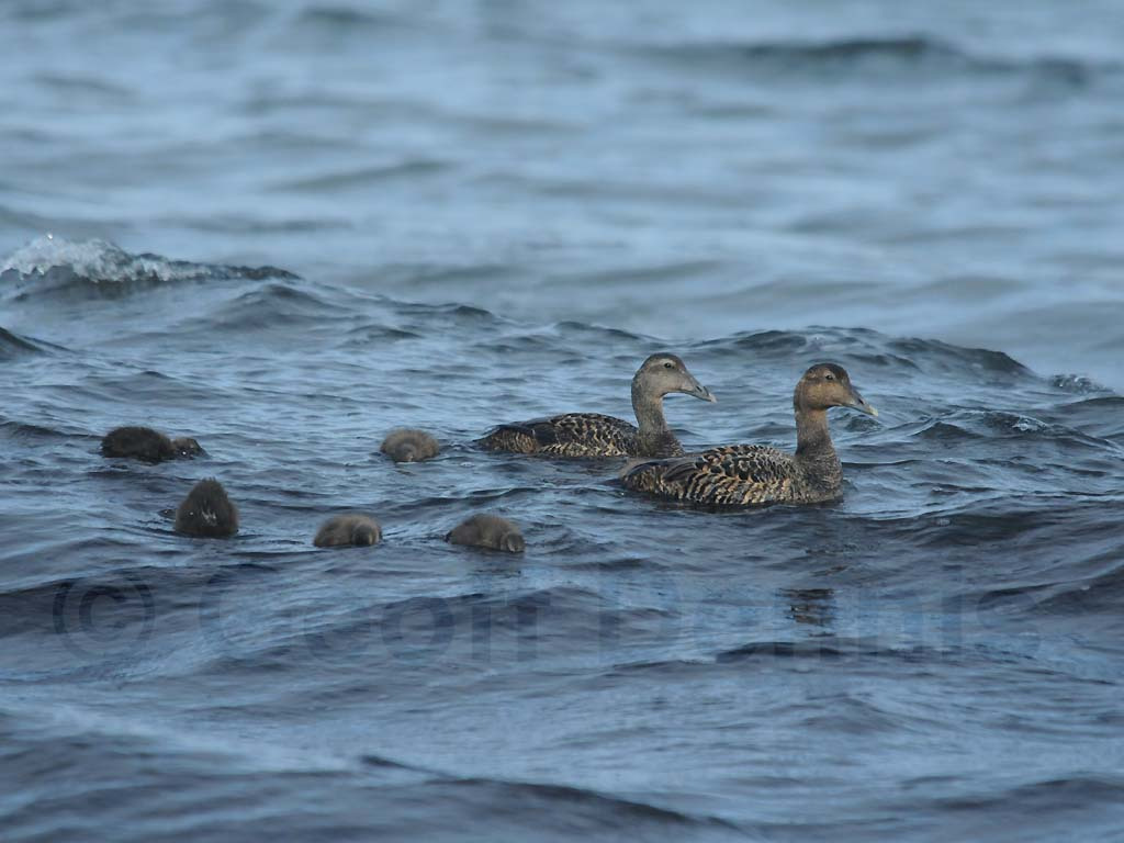 COEI-AH_Common-Eider