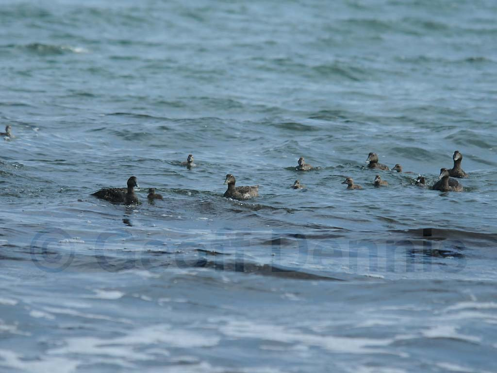 COEI-AI_Common-Eider