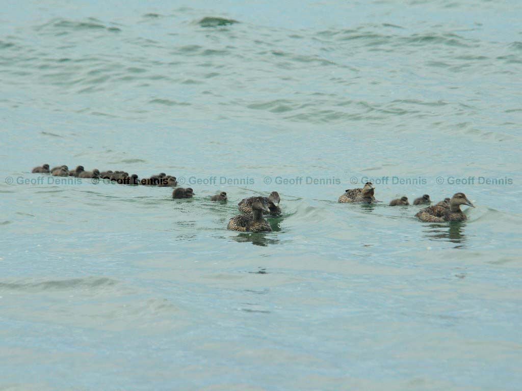 COEI-AJ_Common-Eider