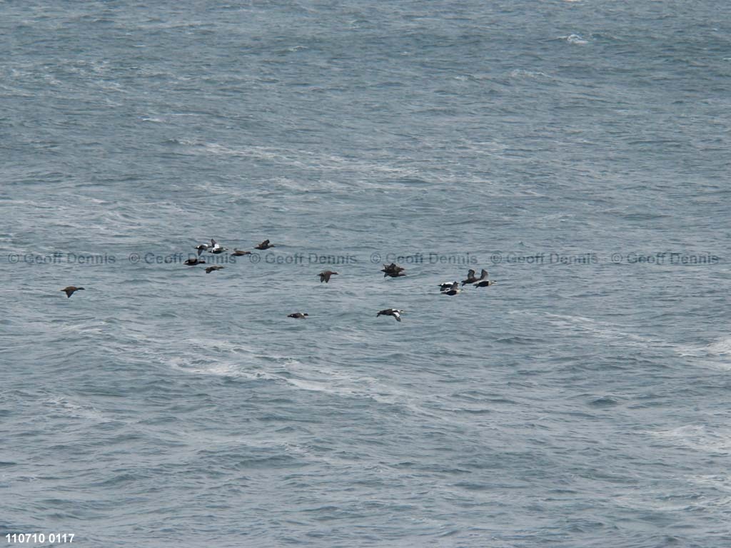 COEI-AL_Common-Eider