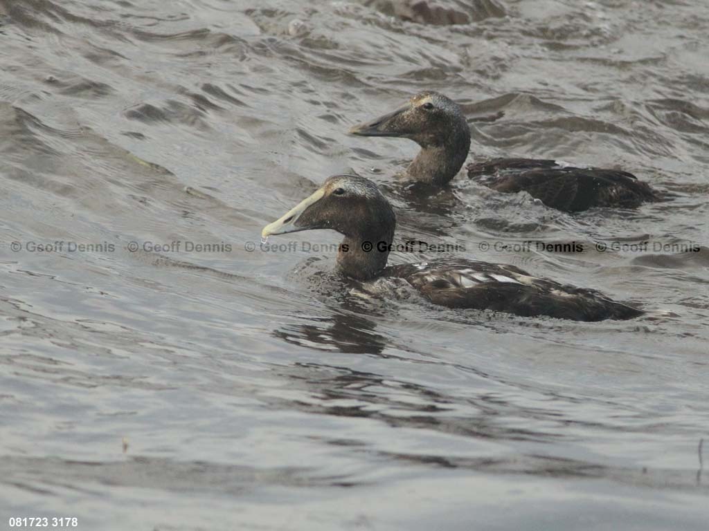 COEI-AM_Common-Eider