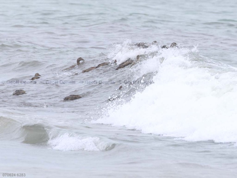 COEI-AN_Common-Eider