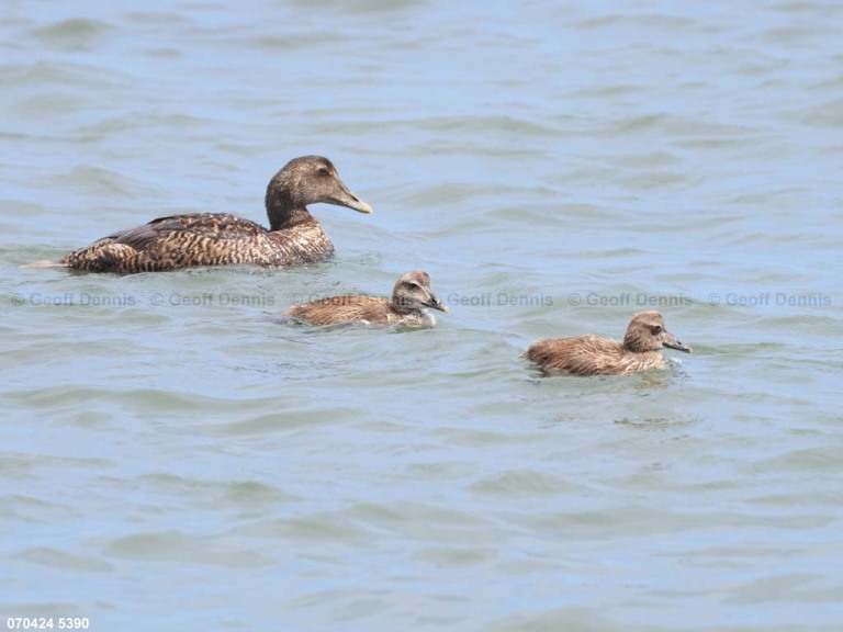 COEI-AO_Common-Eider