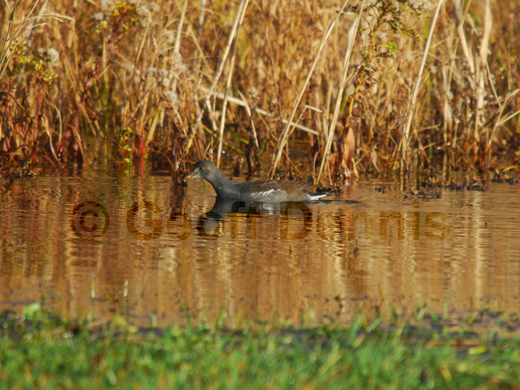 COGA-AA_Common-Gallinule