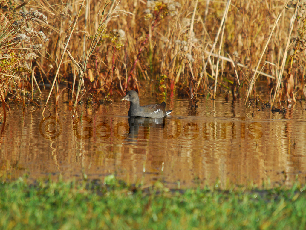 COGA-AB_Common-Gallinule