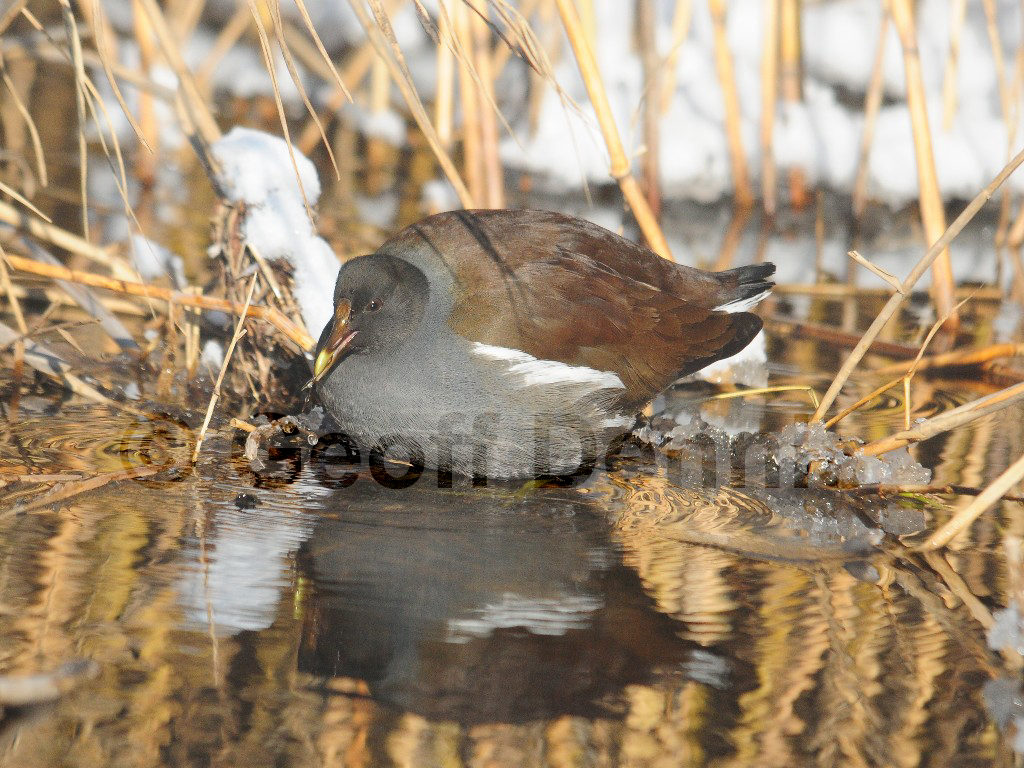 COGA-AC_Common-Gallinule