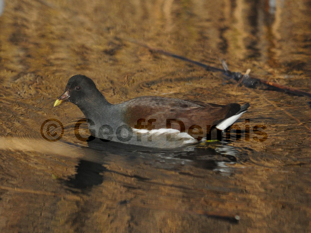 COGA-AD_Common-Gallinule