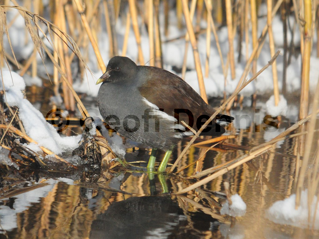 COGA-AE_Common-Gallinule