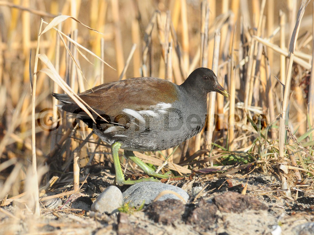 COGA-AF_Common-Gallinule