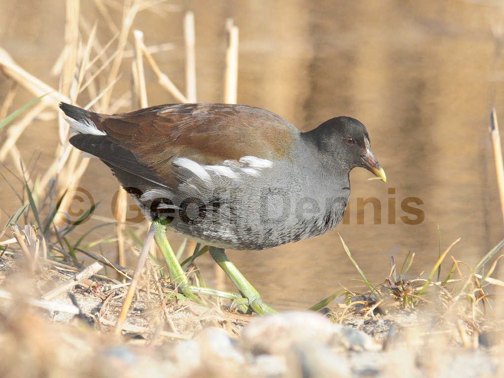 COGA-AG_Common-Gallinule