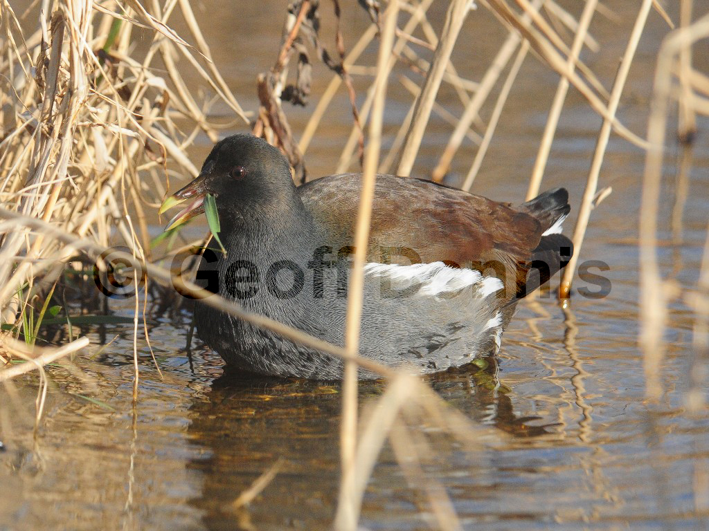COGA-AH_Common-Gallinule