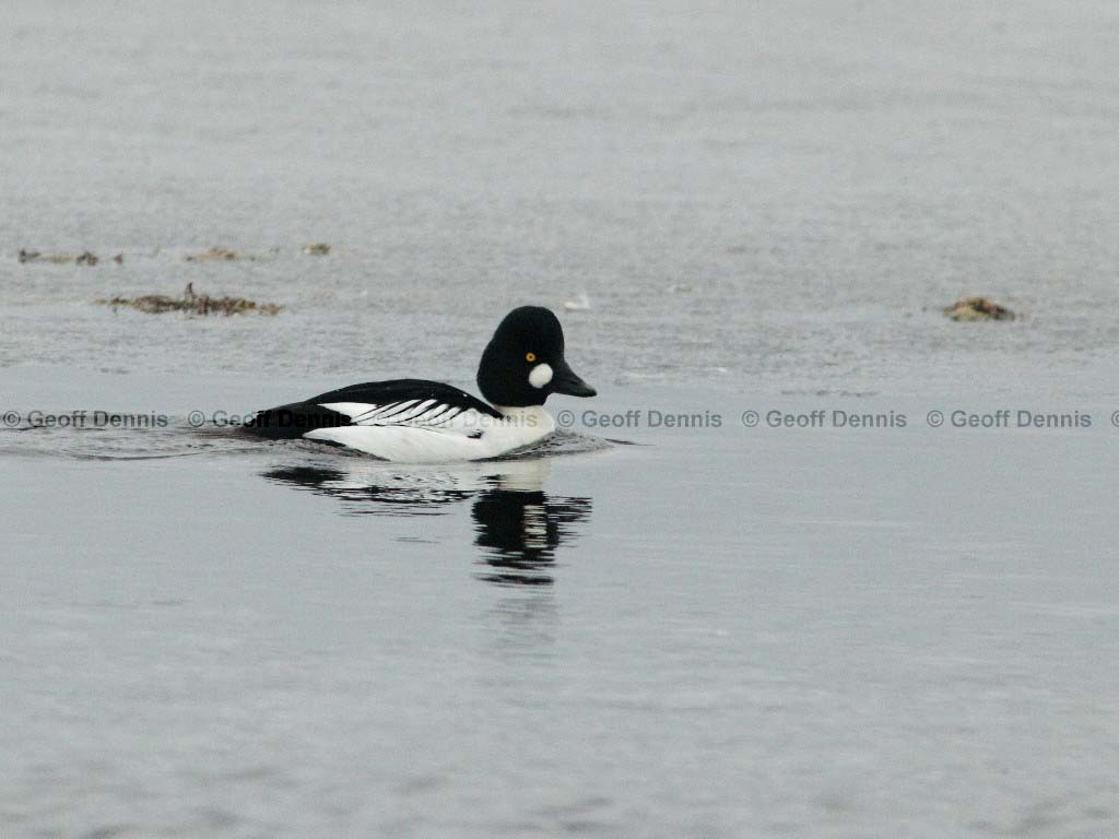 COGO-AA_Common-Goldeneye
