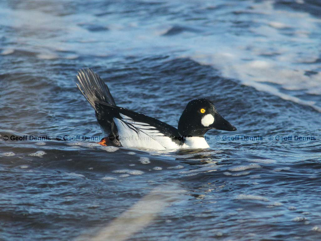 COGO-AB_Common-Goldeneye