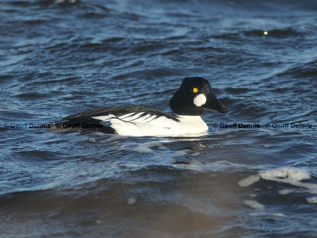 COGO-AC_Common-Goldeneye
