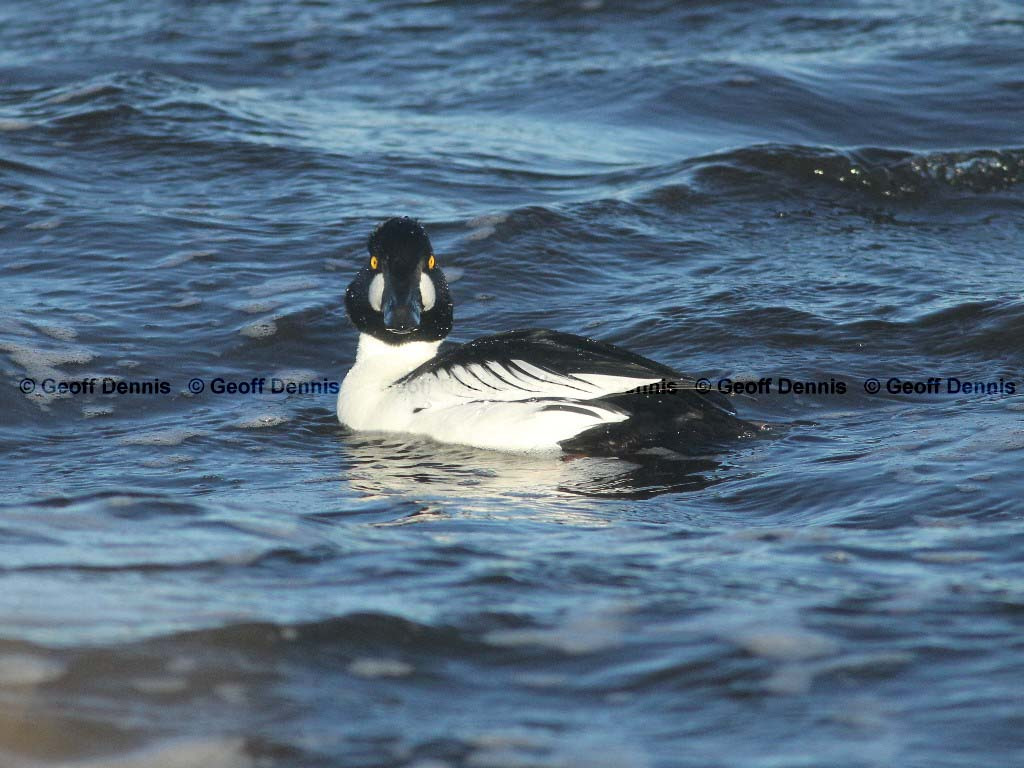 COGO-AD_Common-Goldeneye