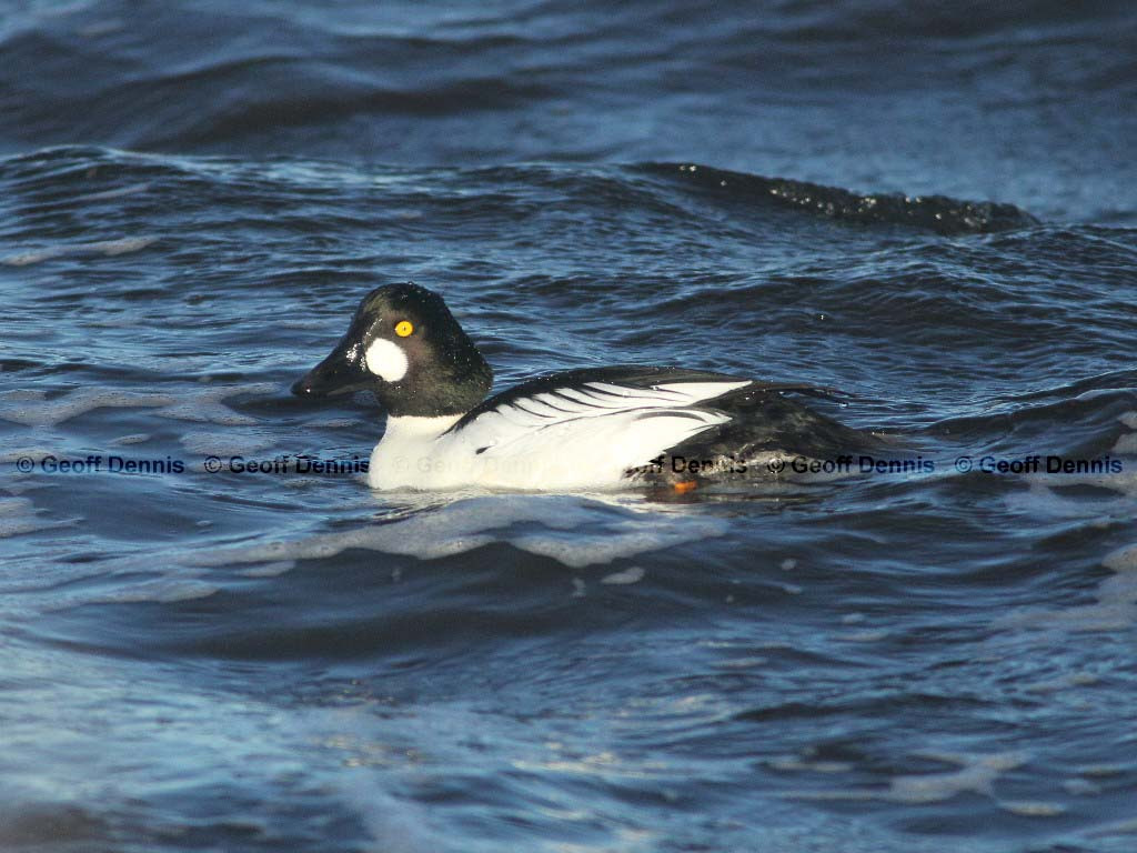 COGO-AE_Common-Goldeneye