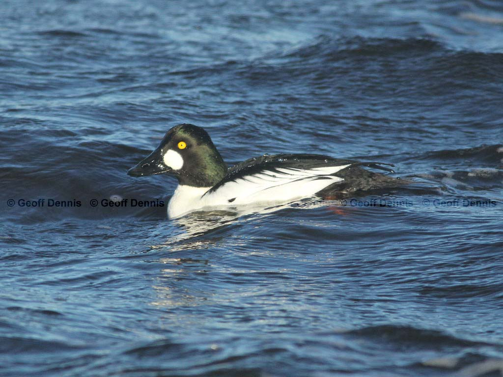 COGO-AF_Common-Goldeneye
