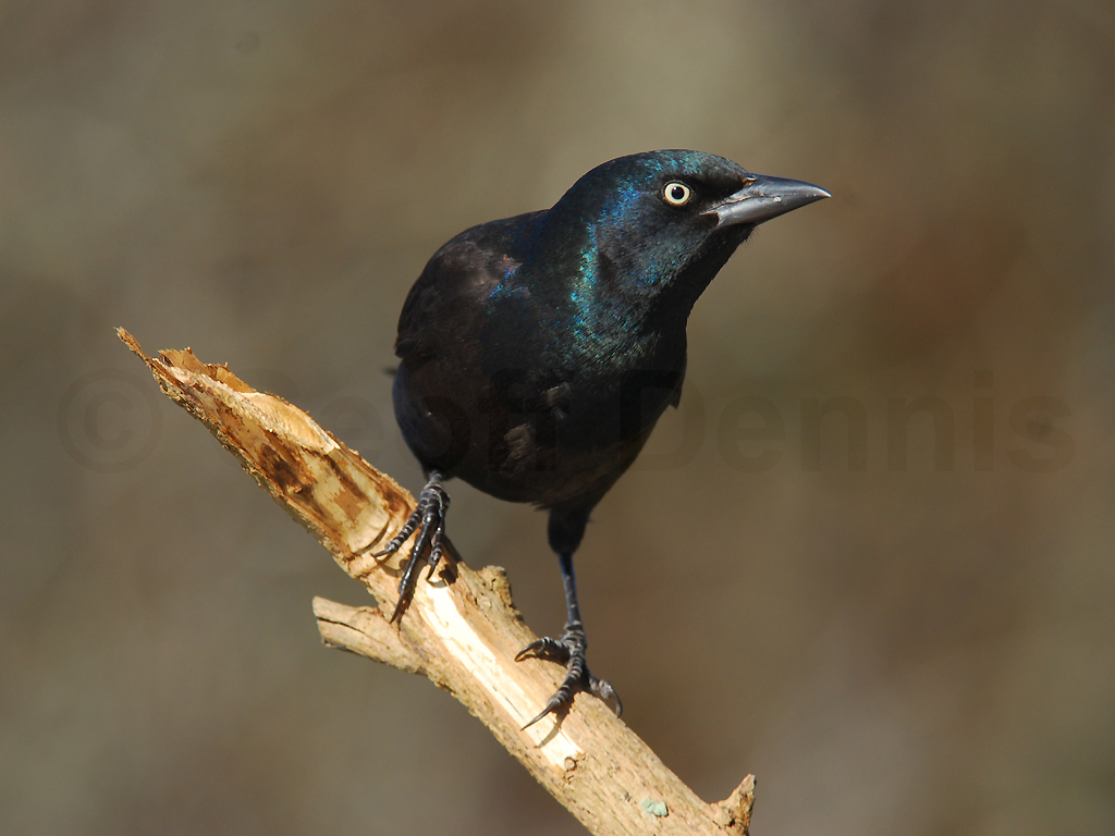 COGR-AA_Common-Grackle