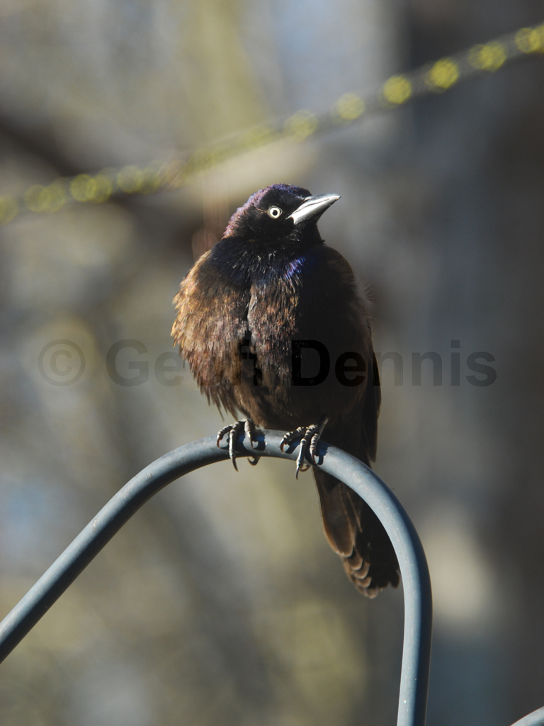 COGR-AB_Common-Grackle