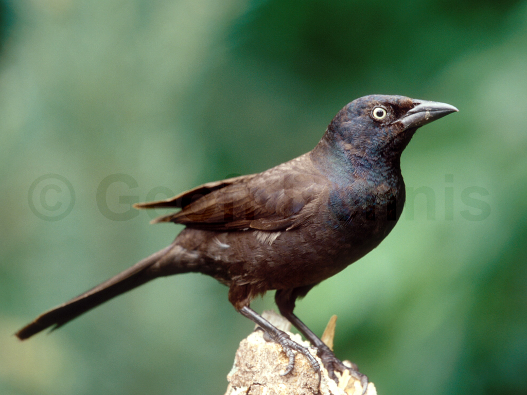 COGR-AC_Common-Grackle