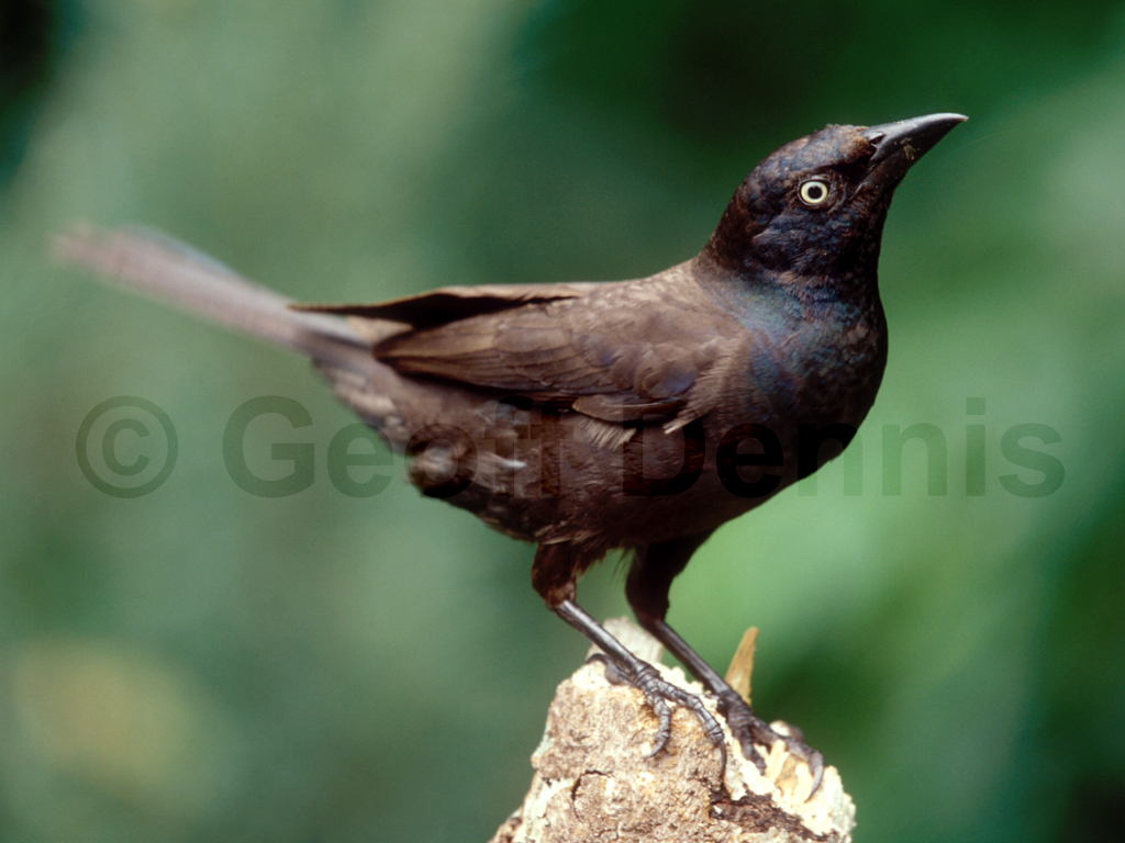 COGR-AD_Common-Grackle