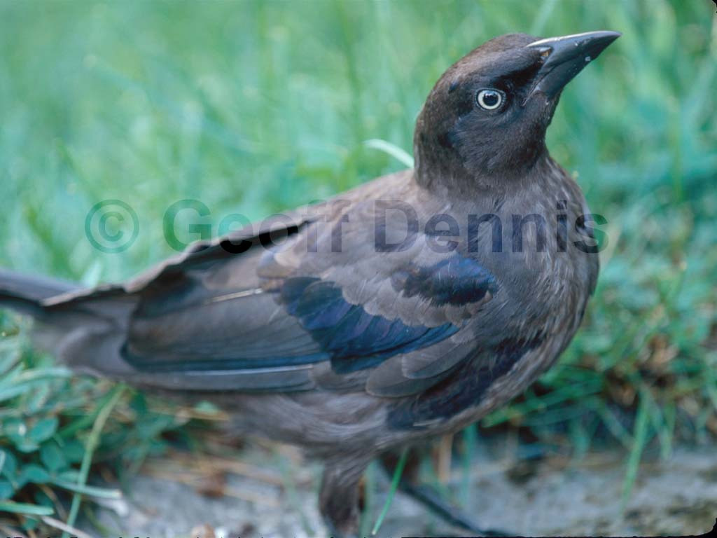 COGR-AE_Common-Grackle