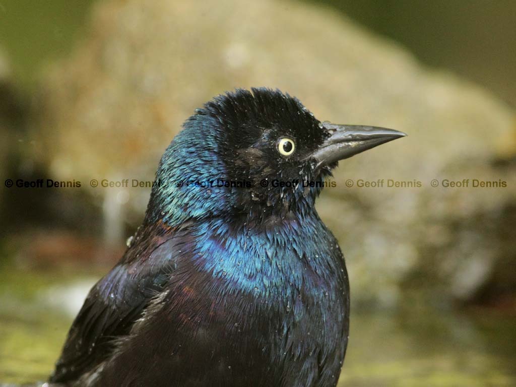 COGR-AF_Common-Grackle