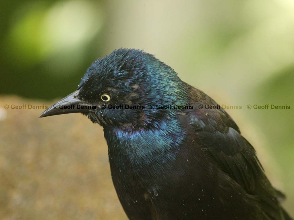 COGR-AG_Common-Grackle