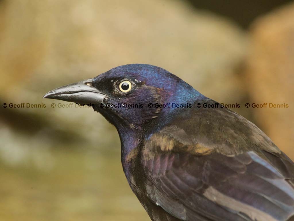 COGR-AH_Common-Grackle