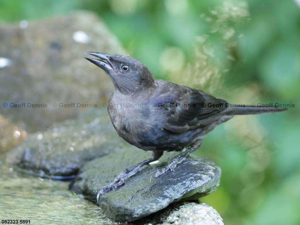 COGR-AI_Common-Grackle