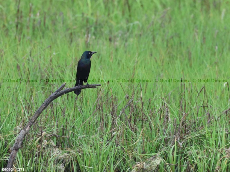 COGR-AJ_Common-Grackle