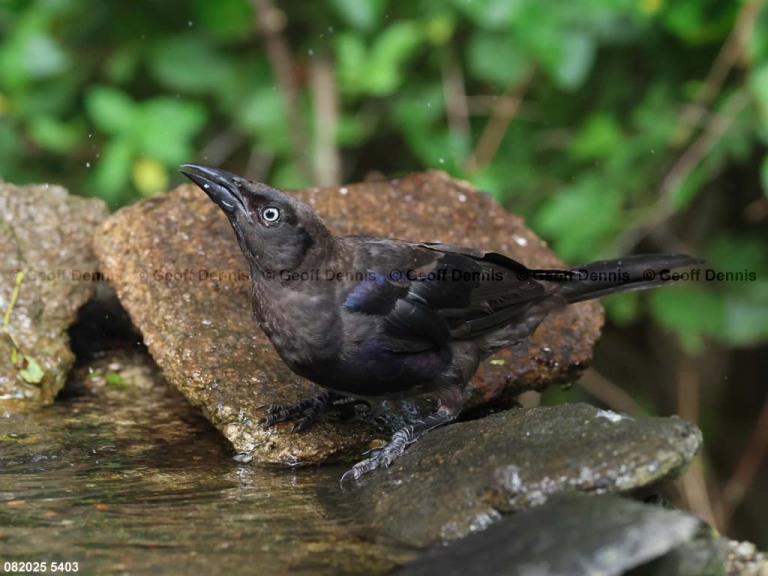 COGR-AK_Common-Grackle